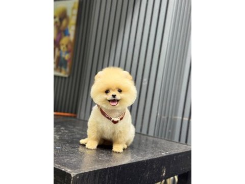 Sağlık ve ırk garantili pomeranian