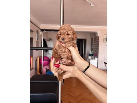 Maltipoo bebeklerim