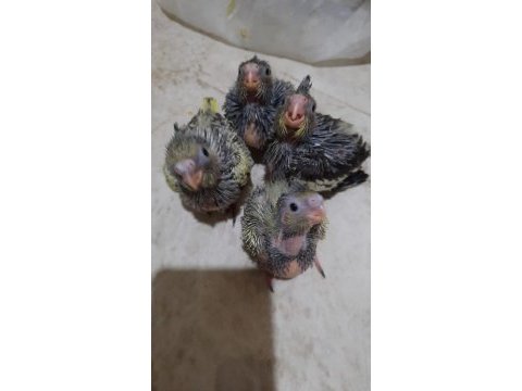 20 günlük sultan papağanı yavruları