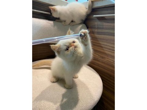 Exotic iran persian harika bebekler
