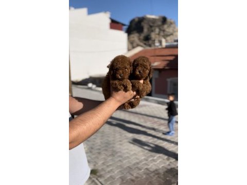 Minik poodle bebekler yeni yuvalarına gitmeye hazır