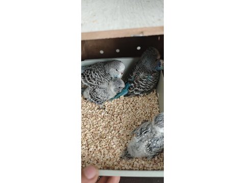 Show jumbo yavrular ele kola alıştırmalık muhabbet kuşu
