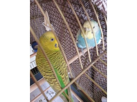 2 adet muhabbet kuşu mavi-beyaz yeşil-sarı
