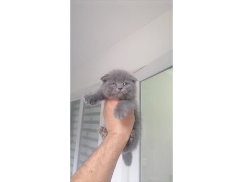British shorthair bebekleri