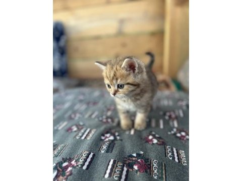 Saf ırk british shorthair