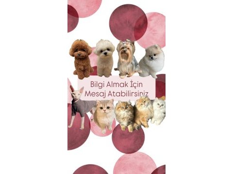 Ev ortamında büyüyen toy poodle bebekler
