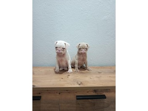 Pink pug mobs bebekler