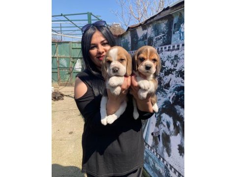 Elizabet dişi beagle yavrularım