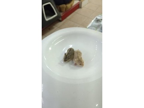 Gonzalez hamster yavruları