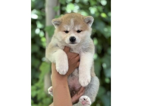Safkan japon akita