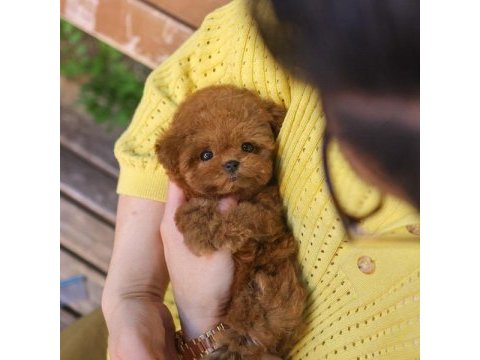 Korean toy poodle yavrularım