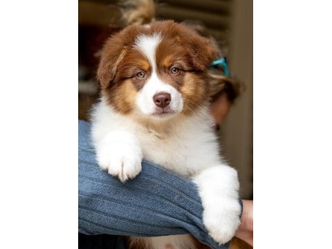 Çok güzel ve kaliteli border collie yavruları