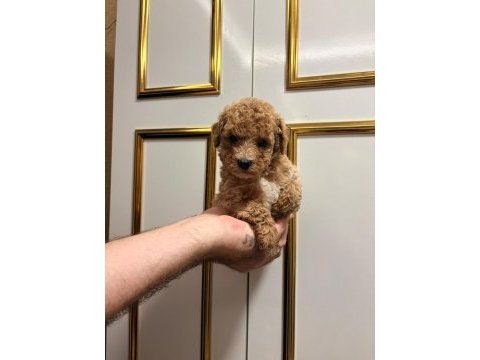 Üst kalite sağlık ırk garantili poodle yavrular
