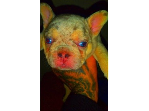Egzotik lilac merle tan isabella carrier french bulldog