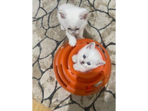 Kar beyaz maviş british shorthair yavrular