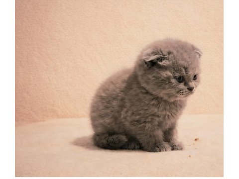 British shorthair erkek ve dişi bebekler