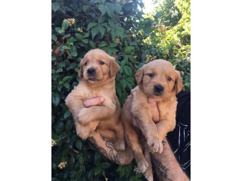 Golden retriever yavrular