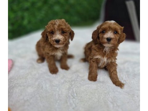 Minik maltipoo yavrularımız 
