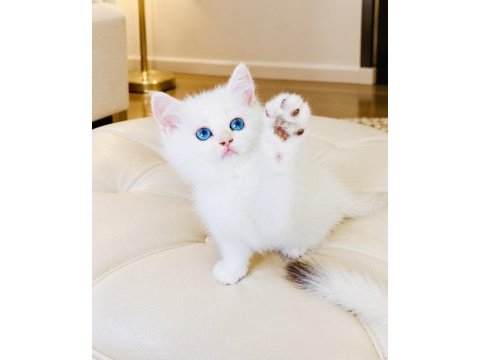 Şecereli british shorthair golden point erkek yavru