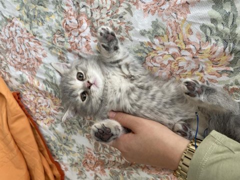 British shorthair bebeklerimize yuva arıyoruz
