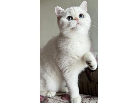 Kısırlaştırma şartıyla ücretsiz kedimiz