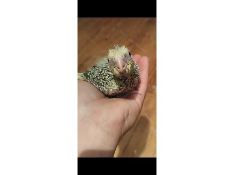 Ele alışık bebek sultan papağanlar