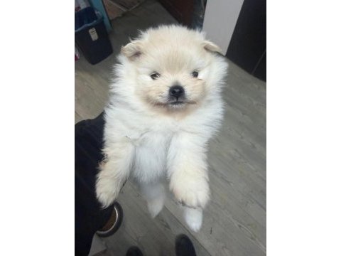 Dişi pomeranian yavrusu
