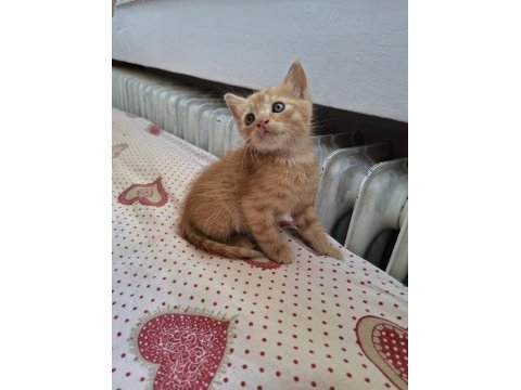 Yavru kedilerimi ücretsiz sahiplendiriyorum