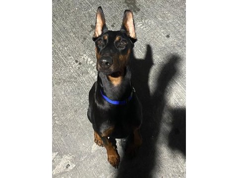12 aylık dişi doberman