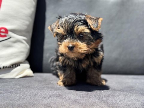 Wc eğitimli  tea cup yorkshire terrier yavrularımız
