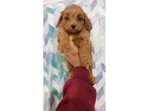 Toy maltipoo yavrularımız