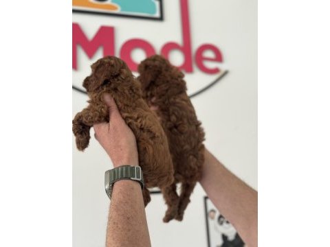 Petmede köpek çiftliğinde ziyarete açık toy poodle