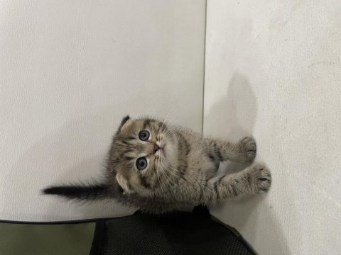 Golden tabby scottish fold