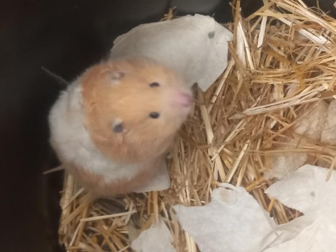 Suriye tüylü hamster