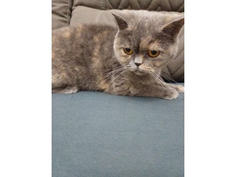 British shorthair kızımızı sahiplendirmek istiyoruz