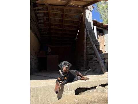 Dişi erkek rottweiler yavrular