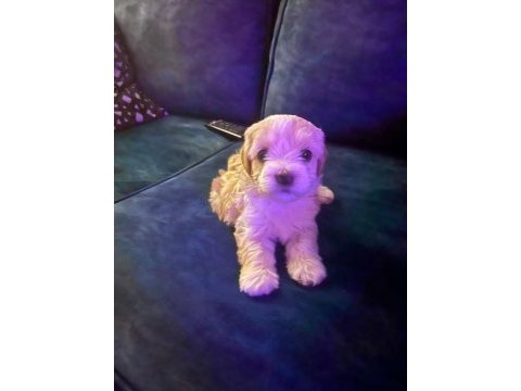 Çok tatlı yavru köpeğimiz