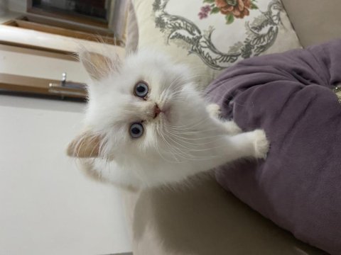 2 aylık erkek british longhair
