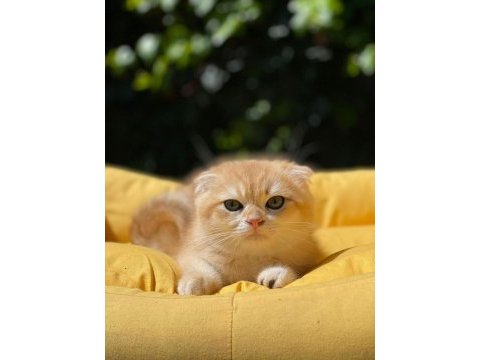 Hemen teslim scottish fold güzellikler