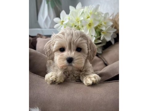 Kore maltipoo yavruları