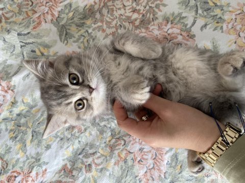 British shorthair bebeklerimize yuva arıyoruz
