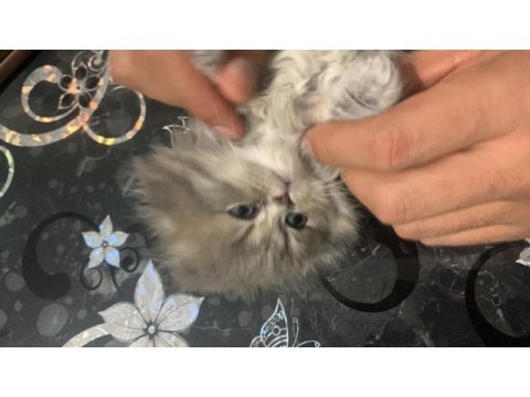 2 aylık şirin british longhair yavrular
