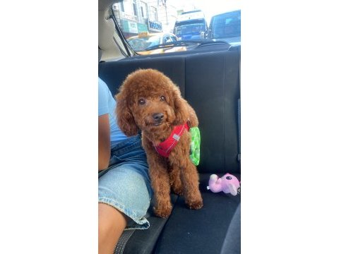 Erkek safkan poodle köpeğimize dişi eş arıyoruz