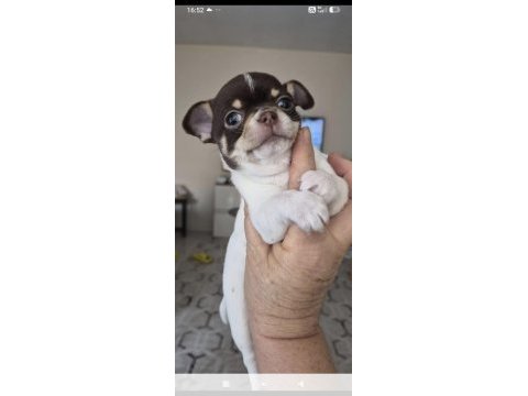 Minik şivava köpekler