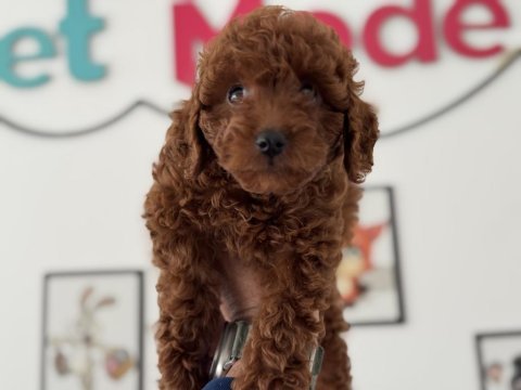 Pemode köpek çiftliğinden kore toy poodle yavrular