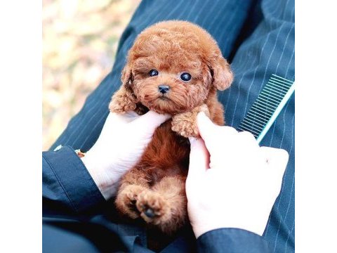 Toy poodle yavrularım