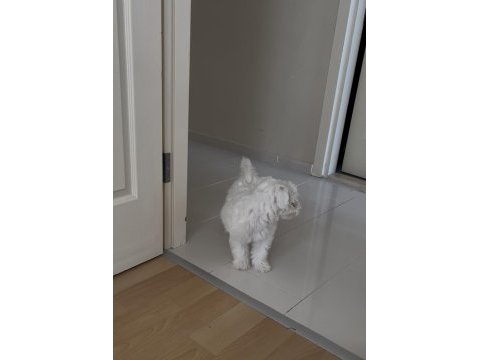 Yavru maltese terrier