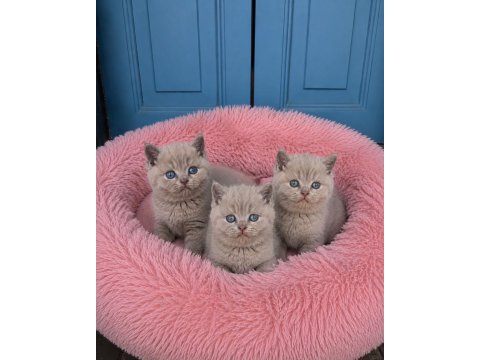Lilac renk koca yanaklı british shorthair yavrular