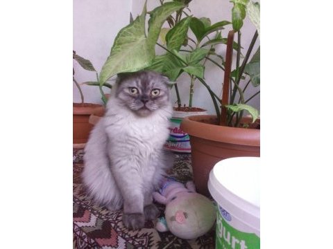 British longhair silver
