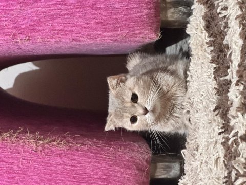 2 yaşında dişi scottish fold kedisi